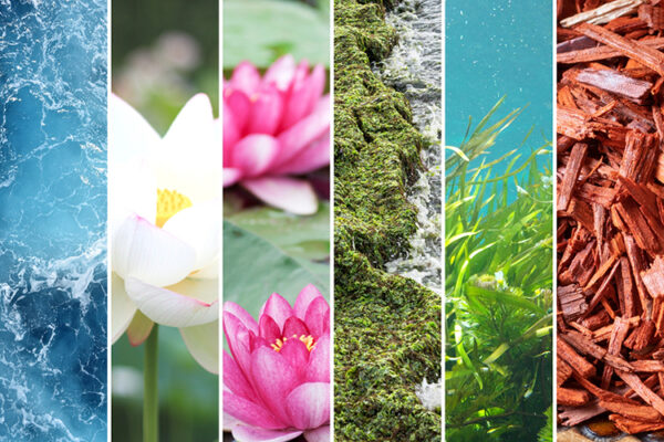 Fragranza marina Fiori di Loto e Corallo F30