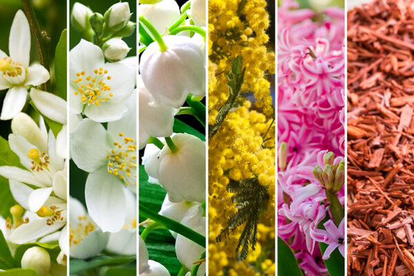 Fragranza fiori Jasmine Ethere F12