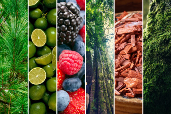 fragranza legni Forest 362