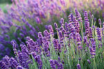 Fragranza fiori Lavanda 138