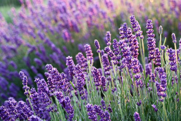 Fragranza fiori Lavanda 138 Fragranza fiori Lavanda 138