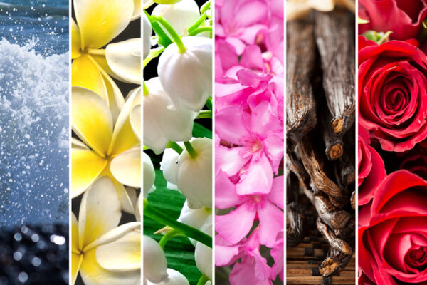 Frangipane F03 – Fragranze Fiori - immagine 6